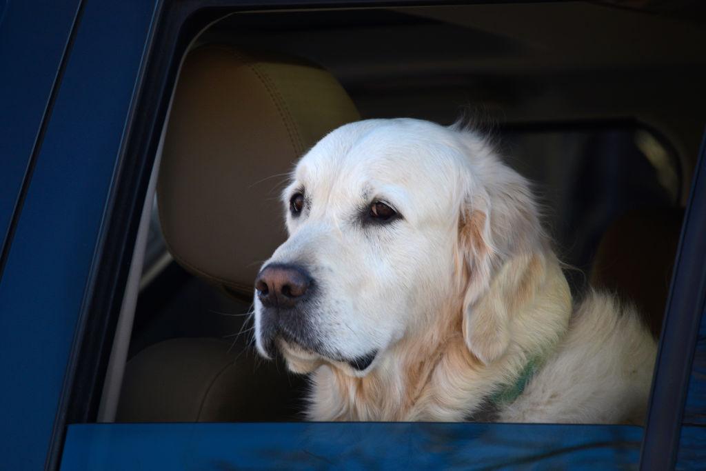 A yellow lab waits in a car with his head out the window