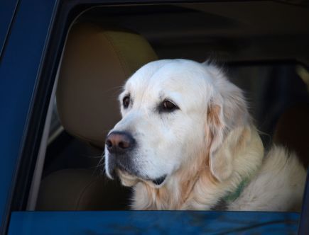 Best Ways to Remove Pet Hair From Your Car