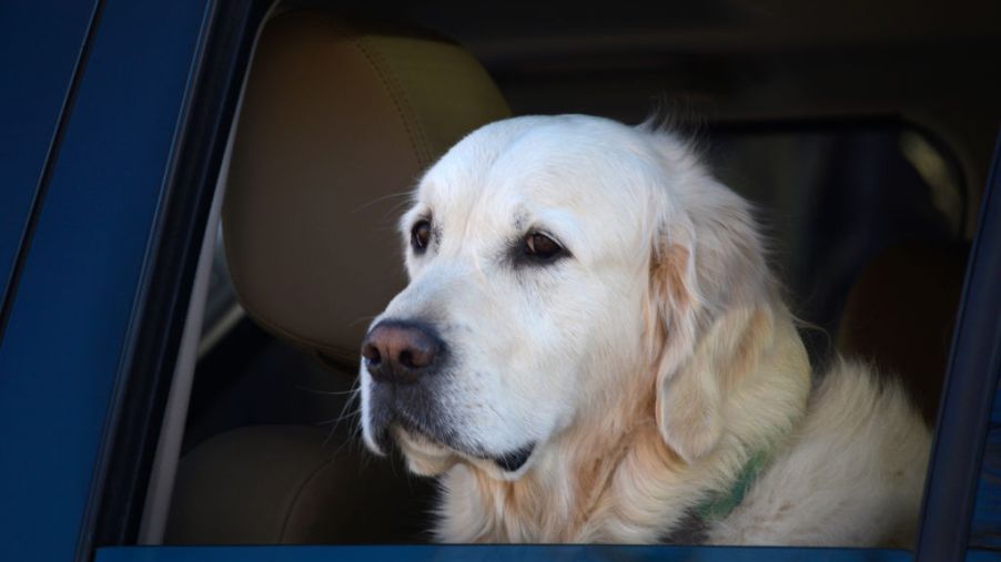 A yellow lab waits in a car with his head out the window