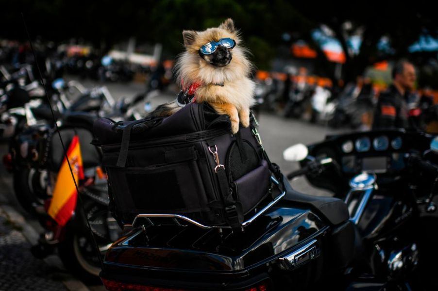 A dog wearing sunglasses sits on top of a Harley Davidson motorcycle