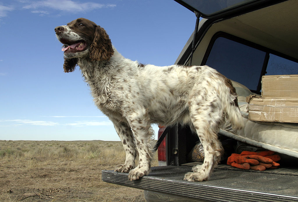 A dog standing on the tailgate of a pickup truck
