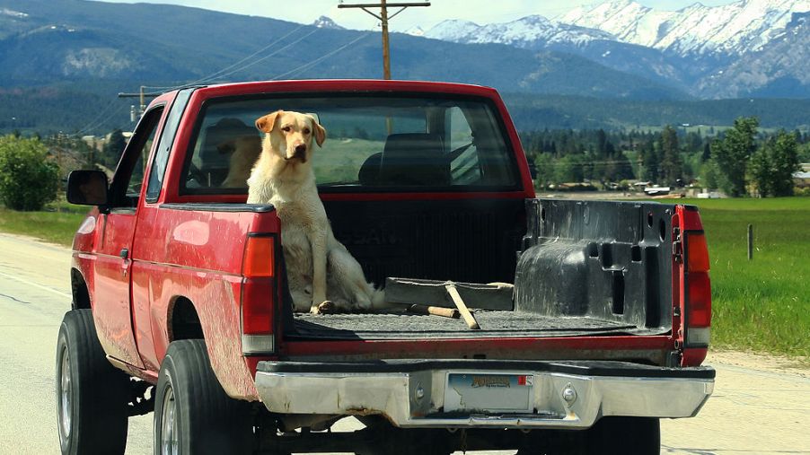 A yellow lab riding in the bed of a red truck