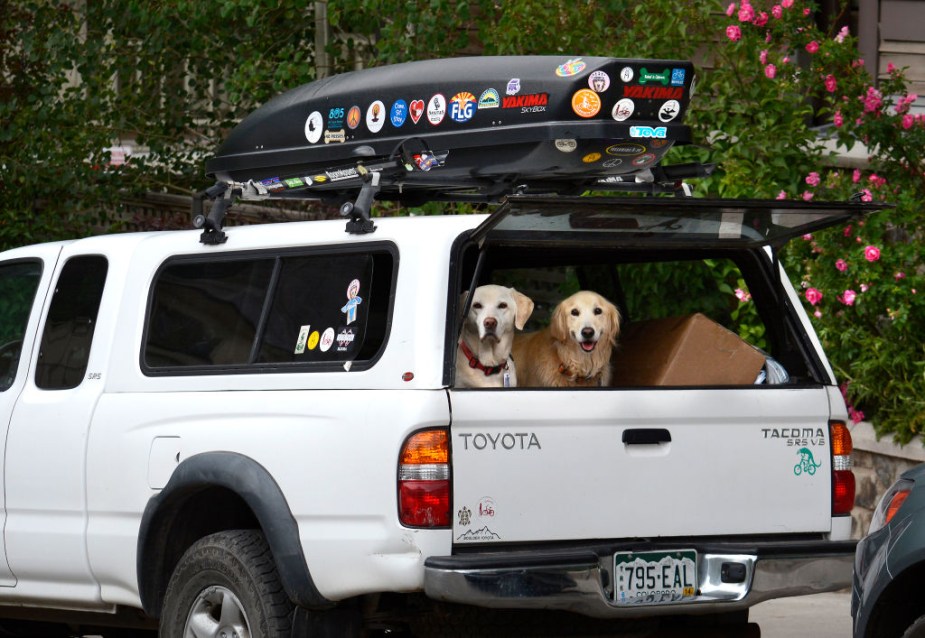 Two dogs in the bed of a Toyota Tacoma