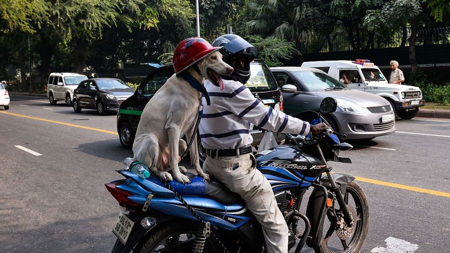 A man and his dog on a motorcycle with helmets on