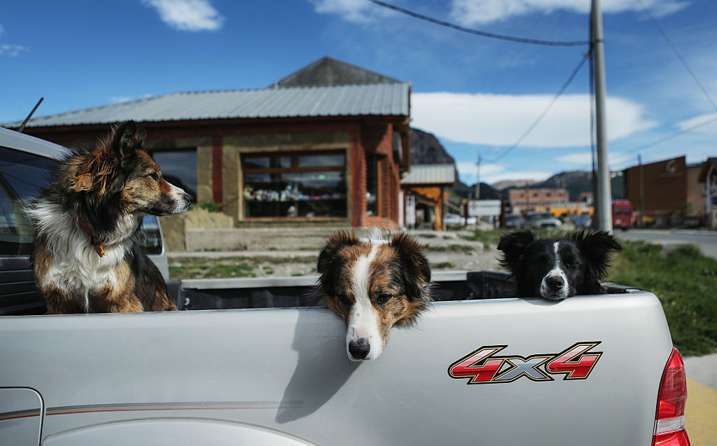 Three dogs sit in the back of a pickup truck