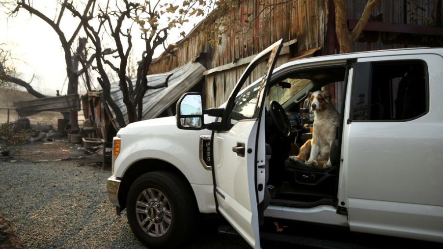 A dog sits in a pickup truck