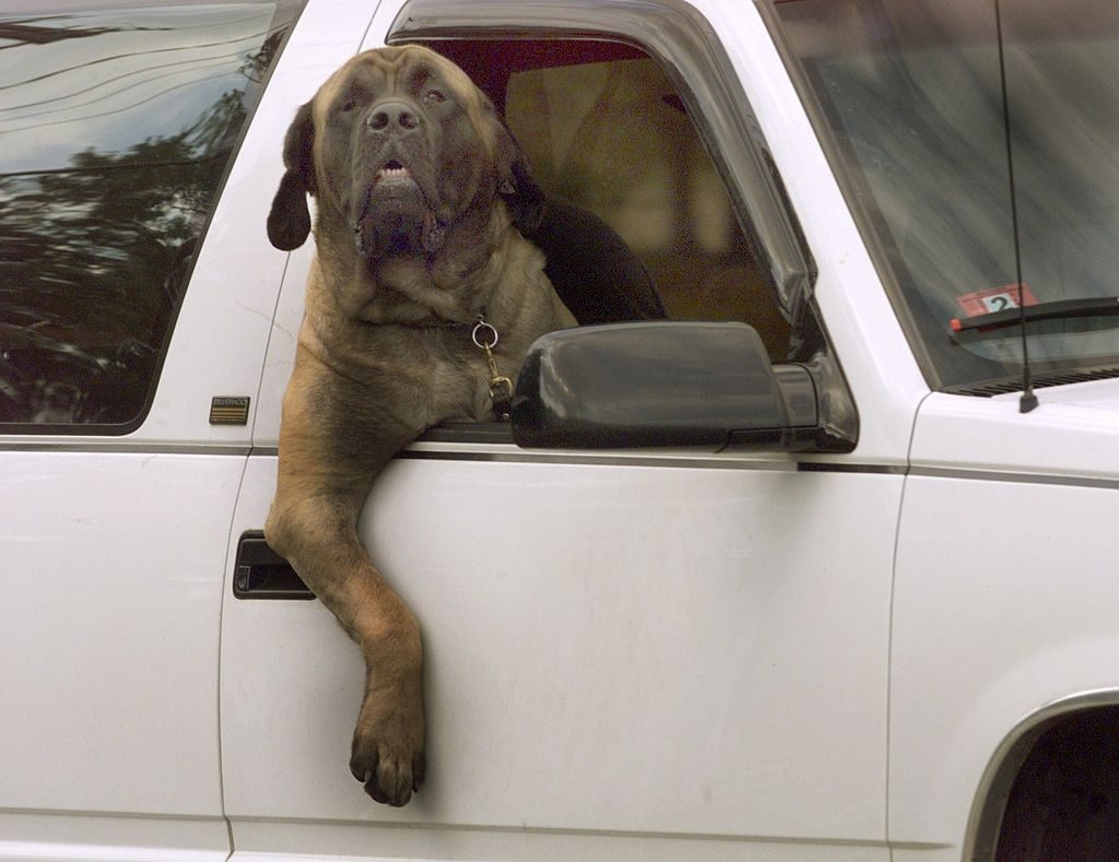Big Dogs Need Big Pickup CabsWhat's the Best?