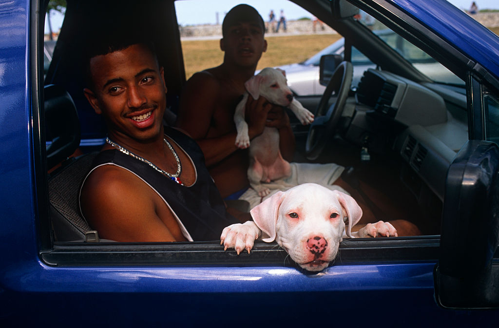 Small dogs and big dogs like big pickup cabs | Getty
