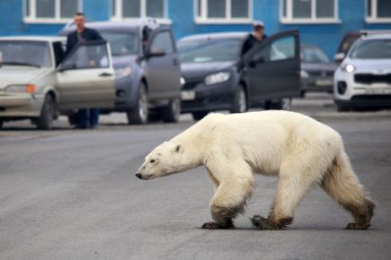 What’s the Most Popular Car for Driving in the Arctic Circle?