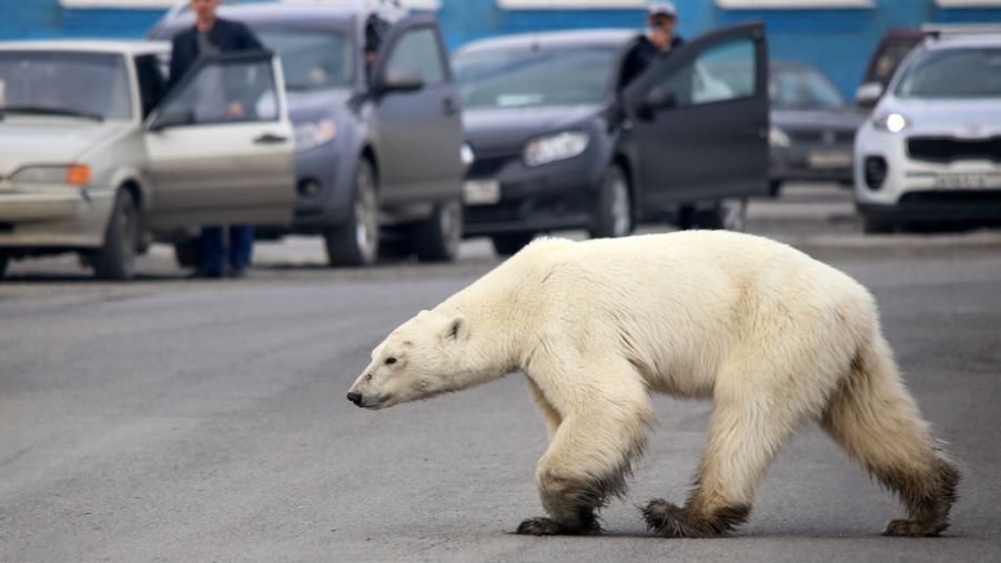 A polar bear blocking cars in the Arctic Circle