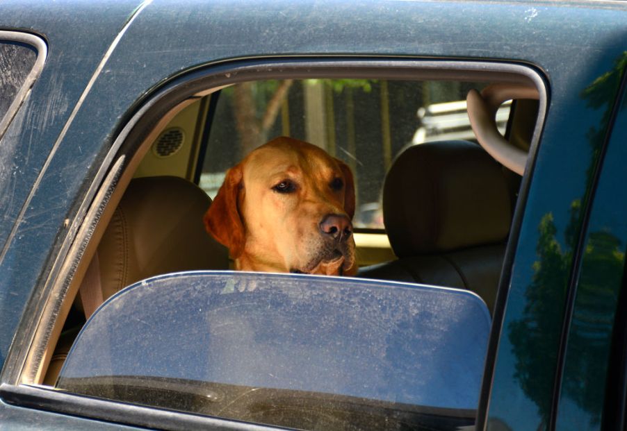 A dog looks out of an open car window