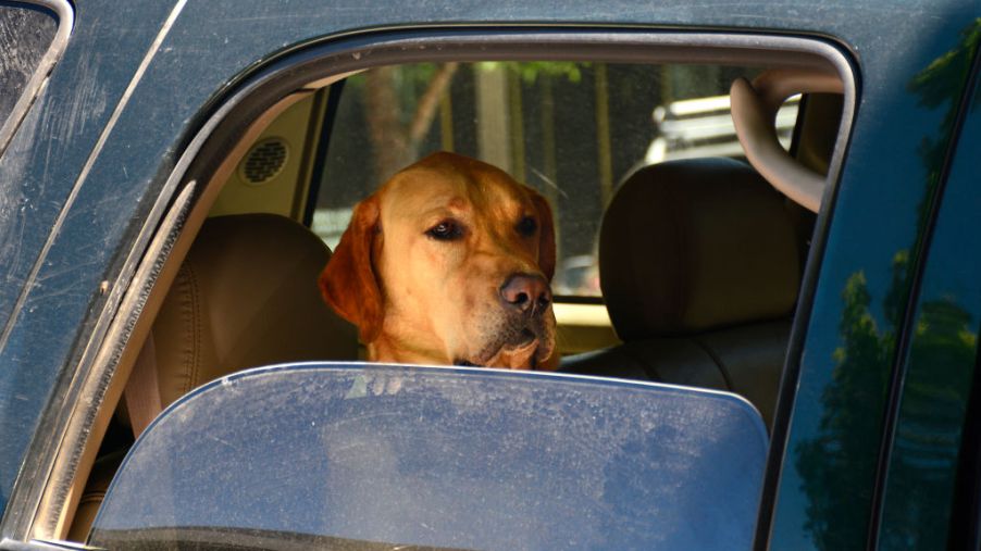 A dog looks out of an open car window