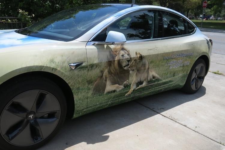 Safari Themed 2017 Tesla Model 3