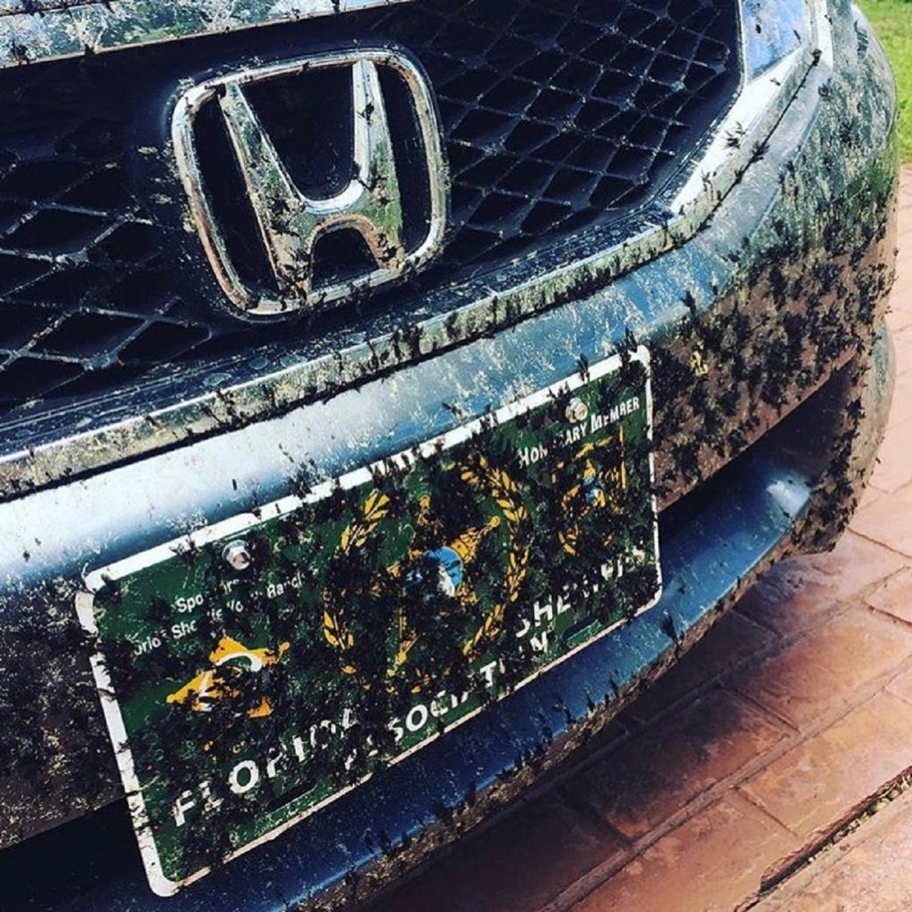 Honda Odyssey front bumper covered in dead bugs