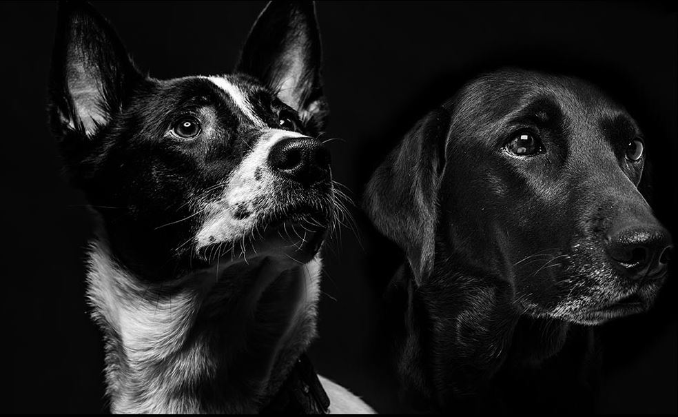 Two black dogs with a black background.