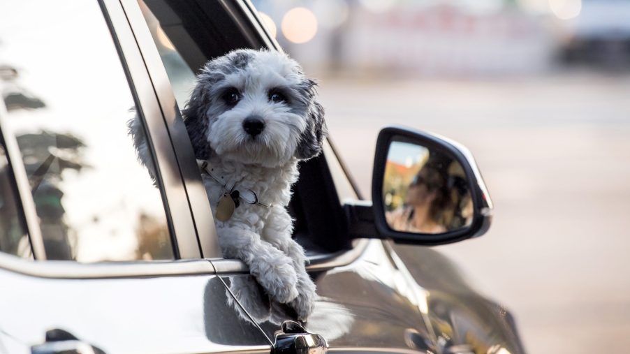 A small dog on a road trip looks out the open passenger side car window