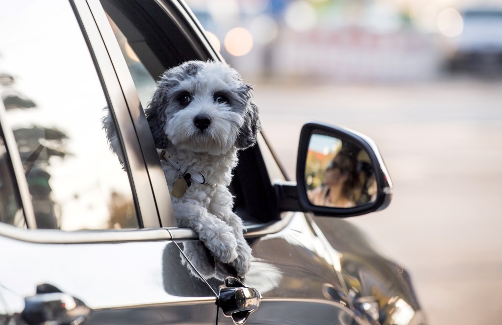 A small dog on a road trip looks out the open passenger side car window