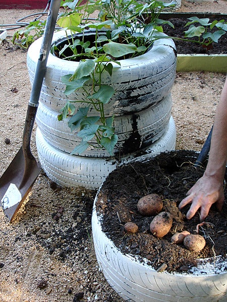 used tires stacked for growing potatoes for your quarantine gardening project