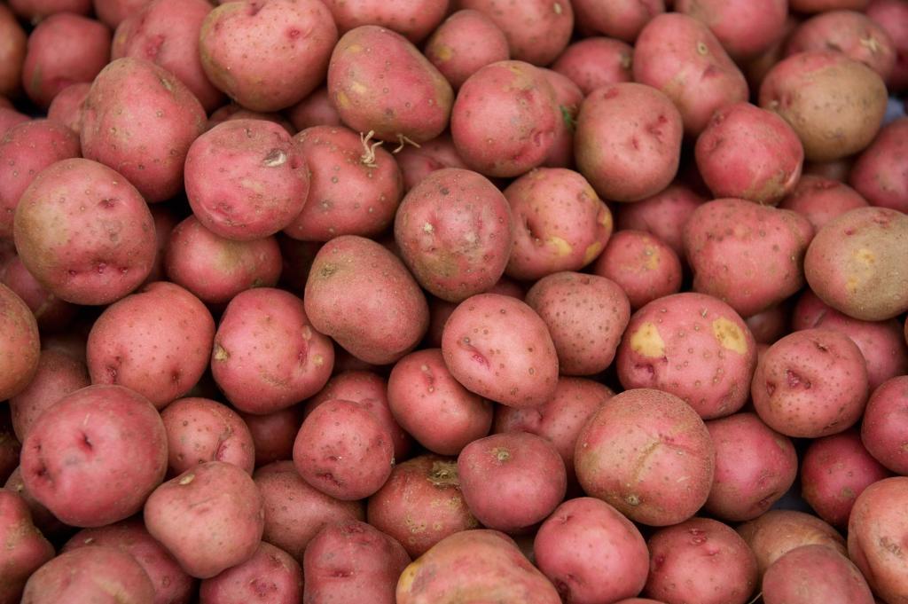 young red potatoes