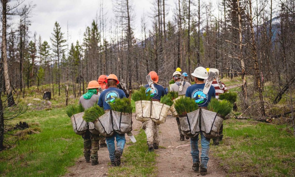 a group of volunteers carry trees to plant in an area devoted by wildfires