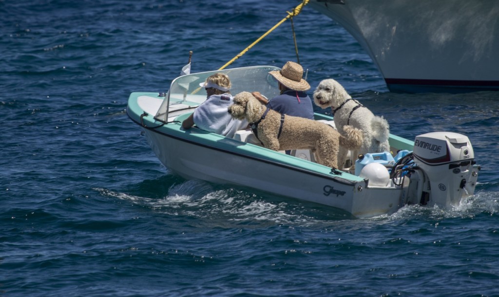 Boat owners going for a ride with their pet dogs