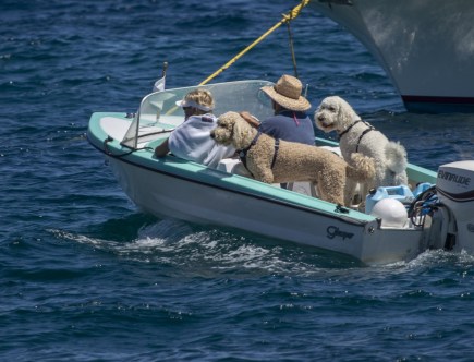 Should You Take Your Pets on Your Boat?