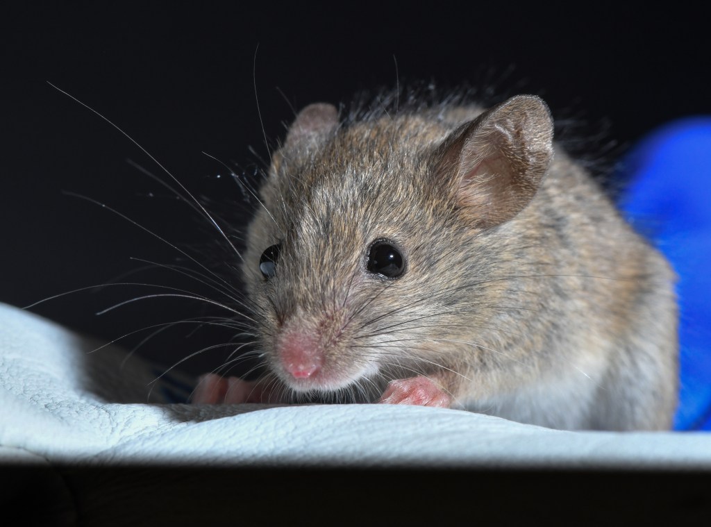 A closeup of a mouse sitting on a glove.