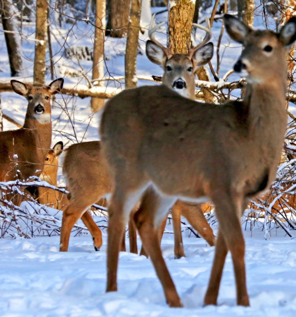 White tail deer like these bucks in the snow could cause frustrating insurance claims