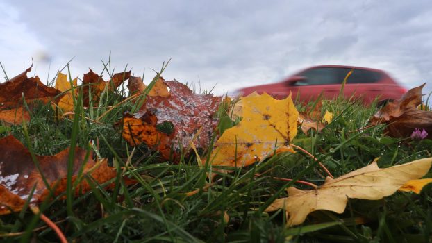 Tree Sap and Falling Leaves Could Be Your Car’s Worst Enemy This Fall