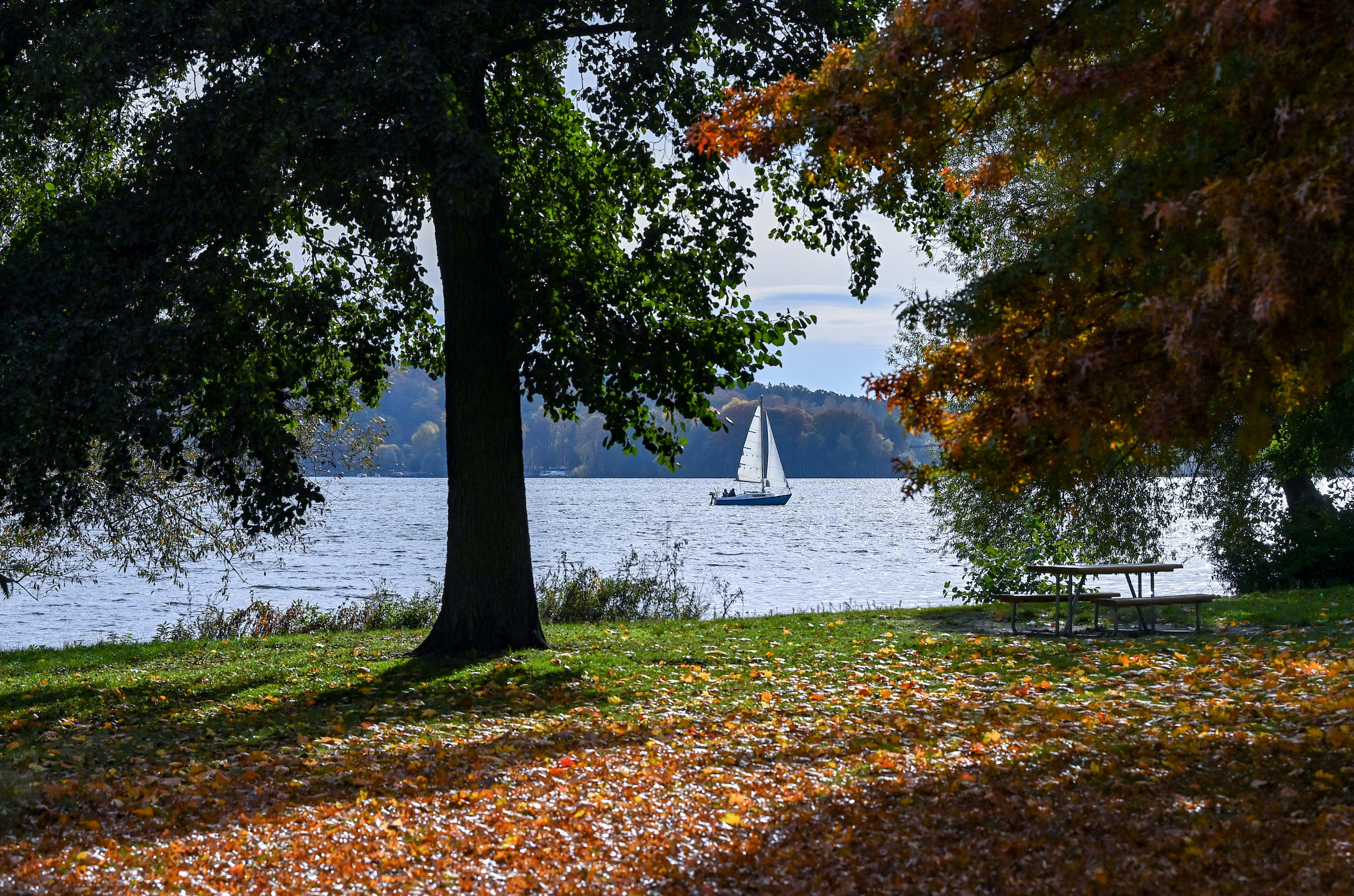 A sailing boat sails in sunny autumn weather past brightly coloured trees near Gatow on the Havel