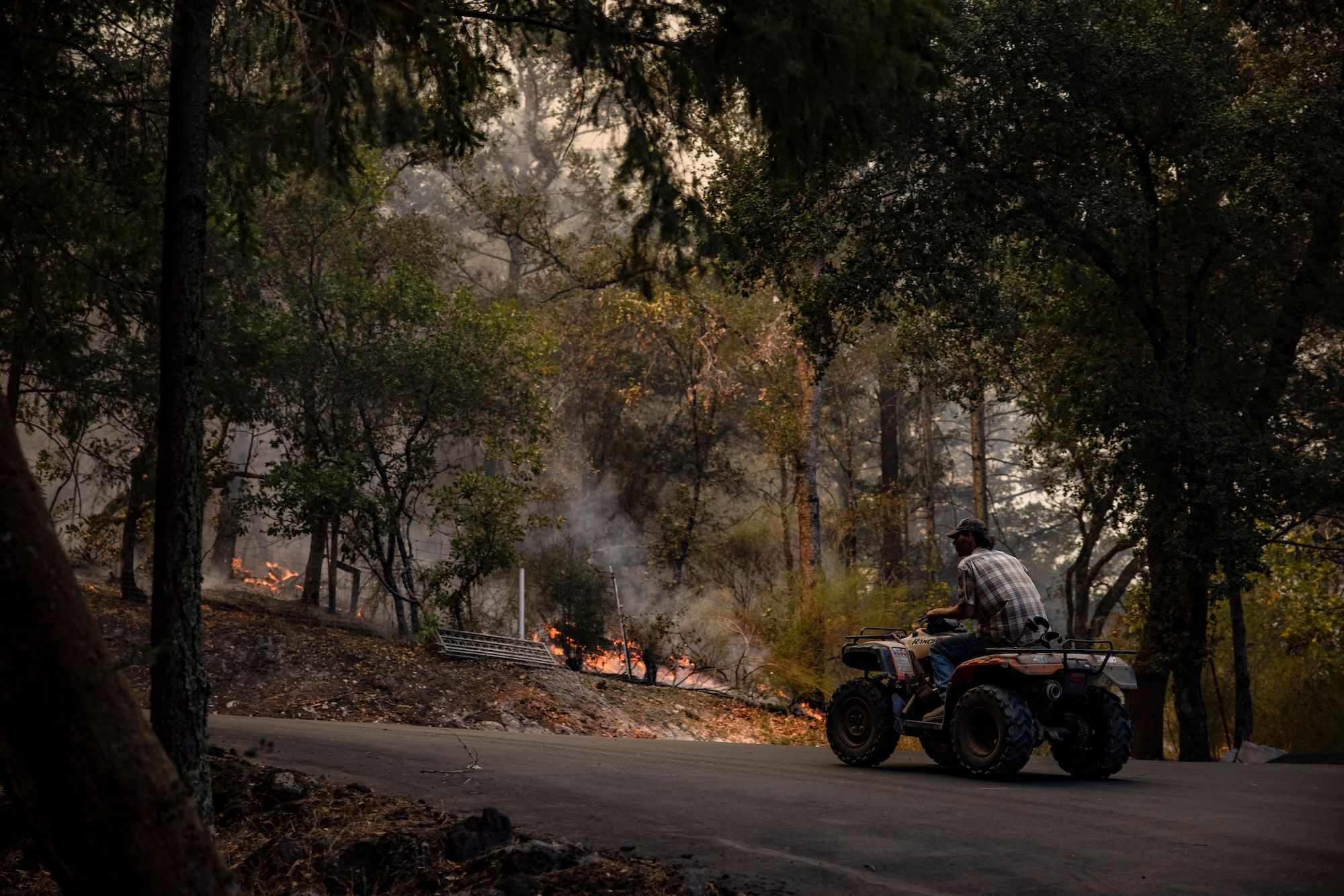 Chris Maschauser rides an ATV to cut off a heard of goats from Mascauser Vineyards and Ranch in California