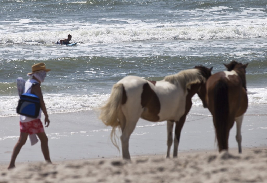 Wild horses at Assateague Island, Maryland