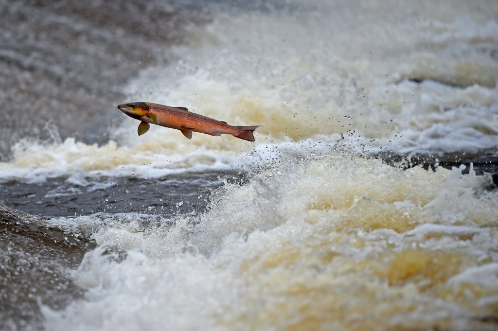 Salmon are being killed by tire dust