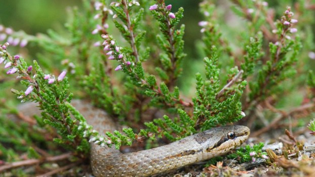 Alert Samuel L Jackson –Tesla Has a Snake Problem
