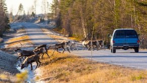a herd of reindeer crossing the road in front of an SUV