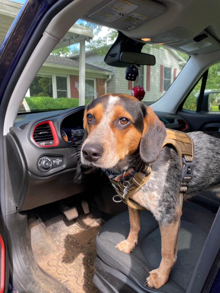 Bruce, the Jeep Renegade Pup