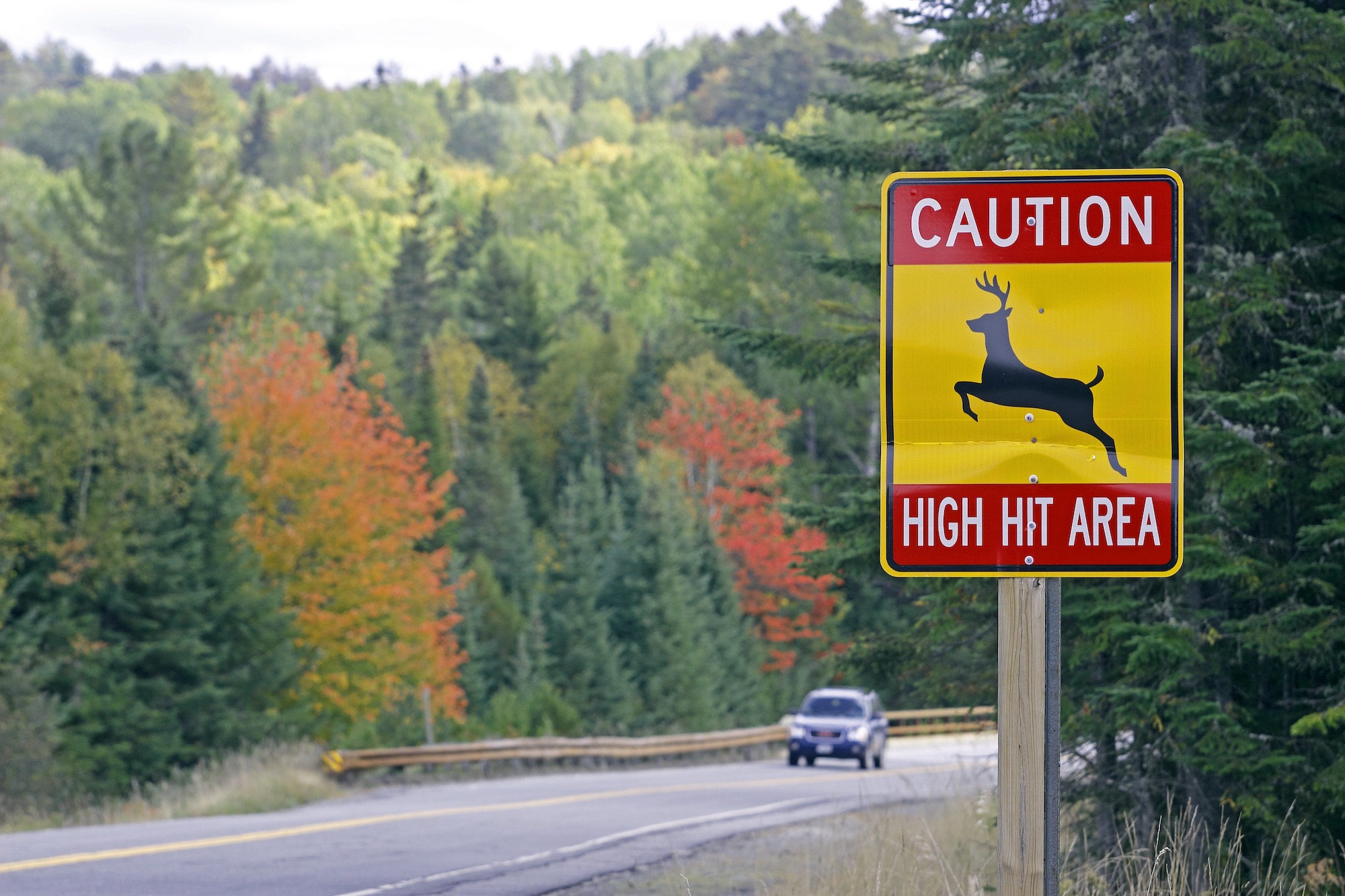 Fall foliage lines Route 16 at a deer crossing in Franklin County, Maine
