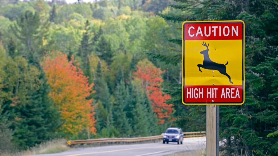 Fall foliage lines Route 16 at a deer crossing in Franklin County, Maine