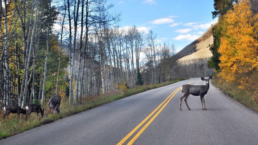 A mule deer grazes beside the road leading to Maroon Lake near Aspen, Colorado. The IIHS says deer whistles 'have not proven effective.'