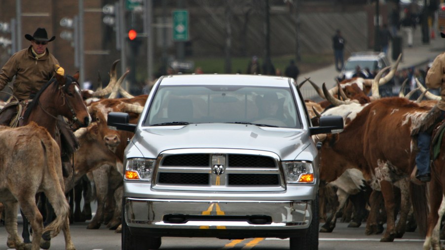 A Ram truck in the middle of the street surrounded by horses
