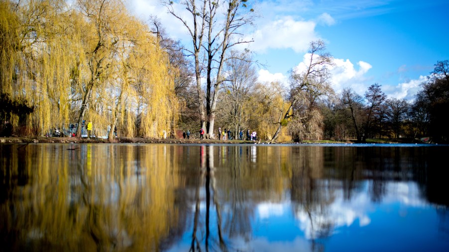A willow and other trees are reflected in a lake