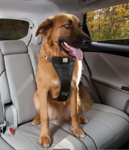 Taking a Road Trip With Your Dog? Top 10 Travel Essentials