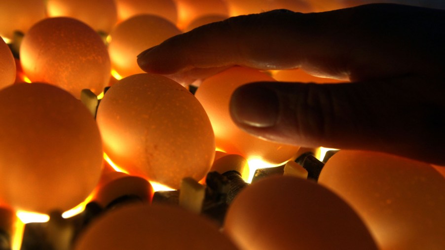 A close-up of a hand touching brown eggs