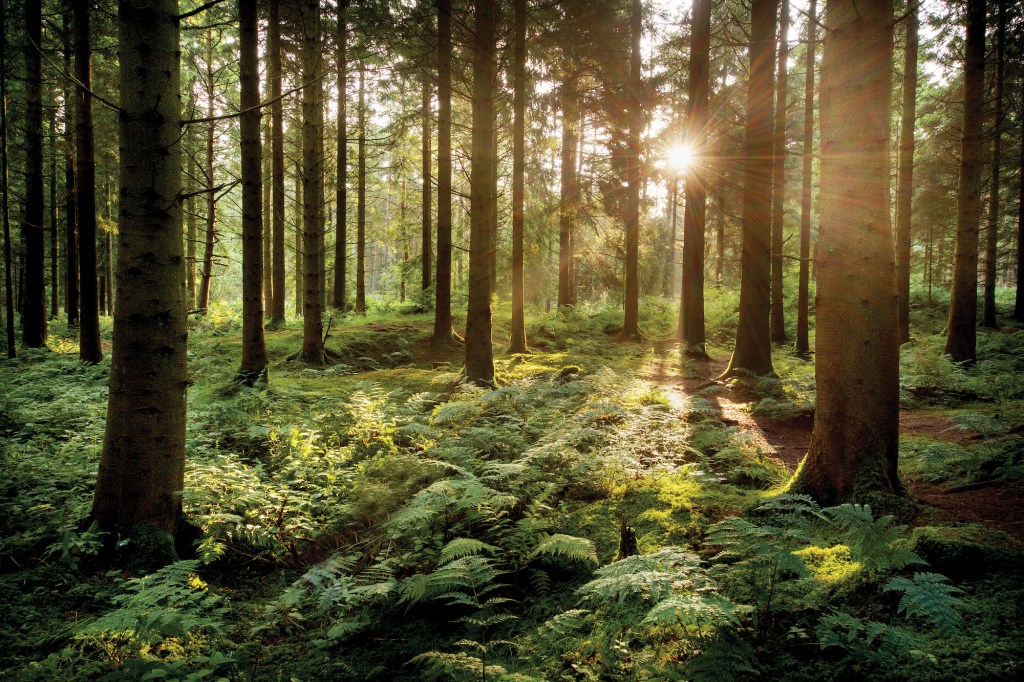 Sunlight passing through coniferous trees in a thick forrest