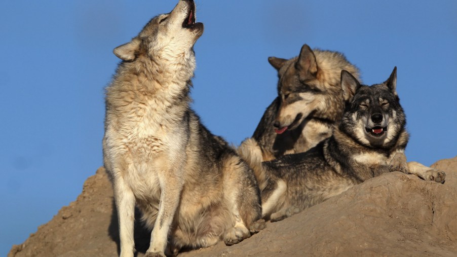 Three rescued timberline wolves at the Wild Animal Sanctuary on October 20, 2011, in Keenesburg, Colorado