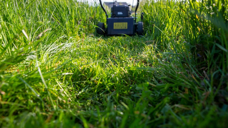 A walking lawn mower on a long green grass in May 2021