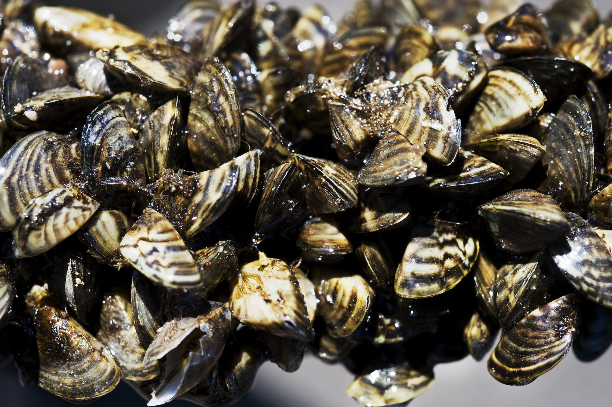 Zebra mussels, shown here clustered on a small tree branch, can destroy boat engines