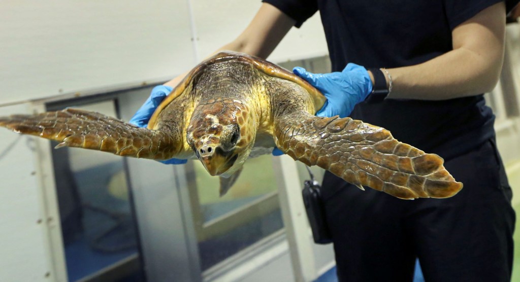 A doctor holding an endangered sea turtle