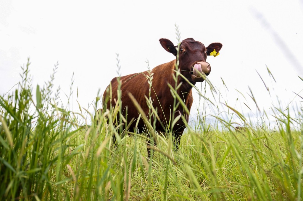 A cow in a grassy field.