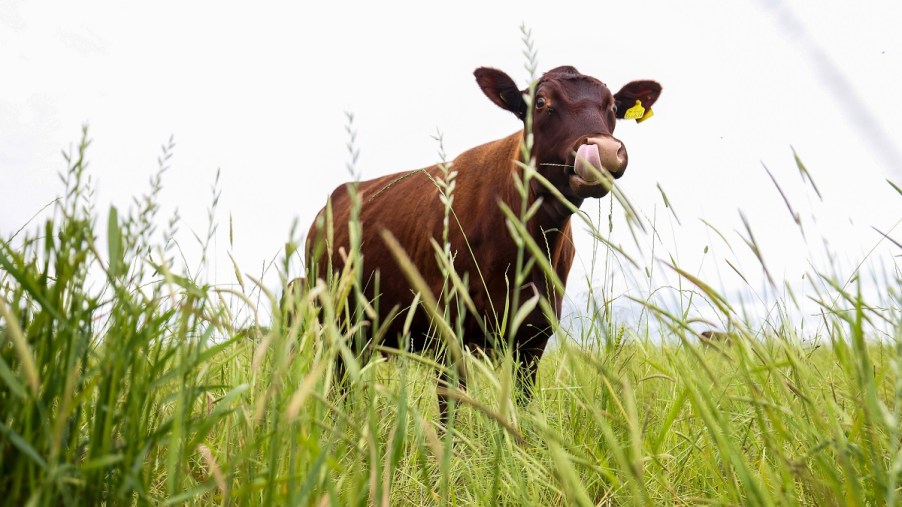 A cow in a grassy field.